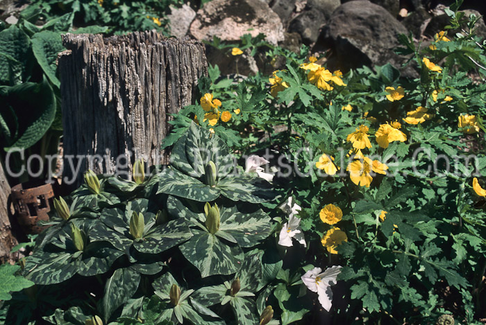 PGC-P-Stylophorum-diphyllum-aka-Wood-Poppy-8