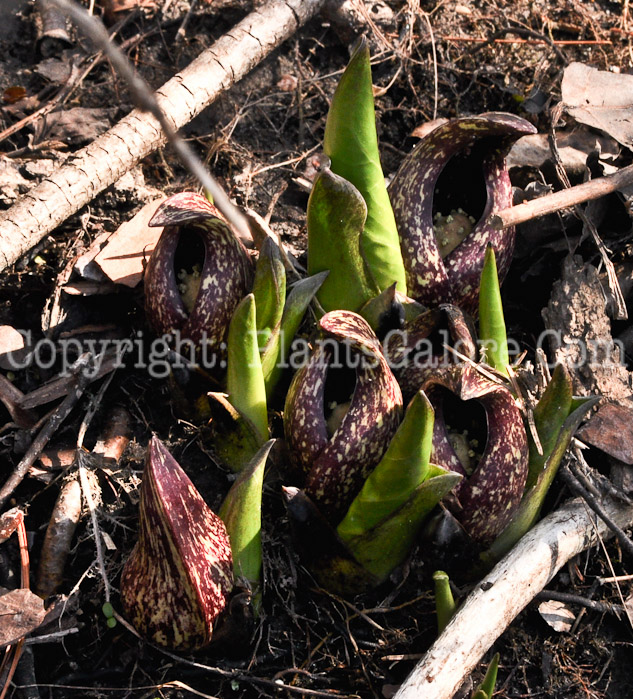 PGC-P-Symplocarpus-foetidus-aka-Eastern-Skunk-Cabbage-12