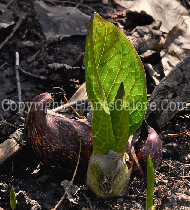 PGC-P-Symplocarpus-foetidus-aka-Eastern-Skunk-Cabbage-14