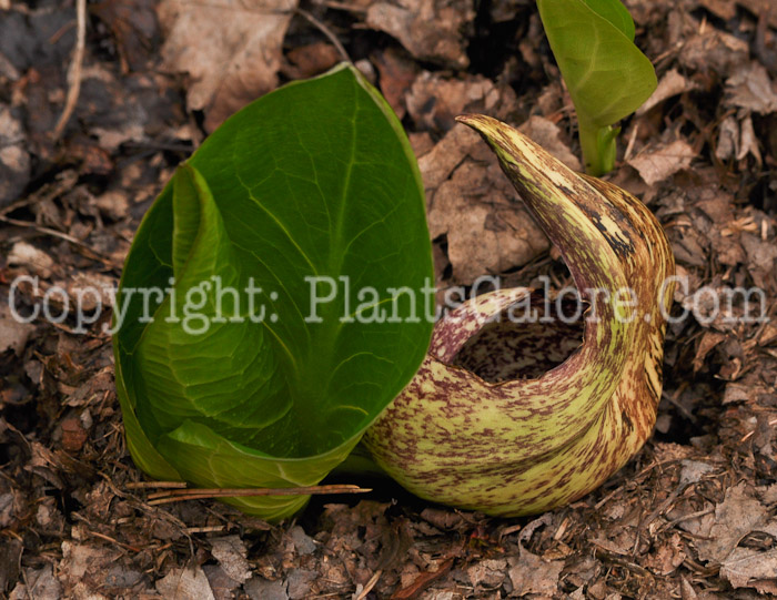 PGC-P-Symplocarpus-foetidus-aka-Eastern-Skunk-Cabbage-7