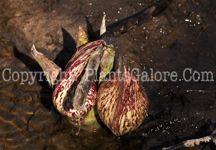 PGC-P-Symplocarpus-foetidus-aka-Eastern-Skunk-Cabbage-flower-1