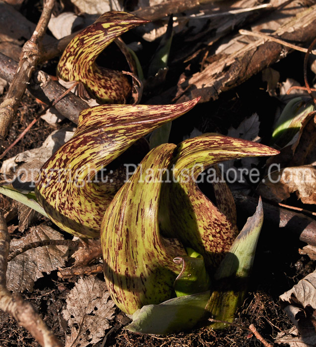 PGC-P-Symplocarpus-foetidus-aka-Eastern-Skunk-Cabbage-flower-4