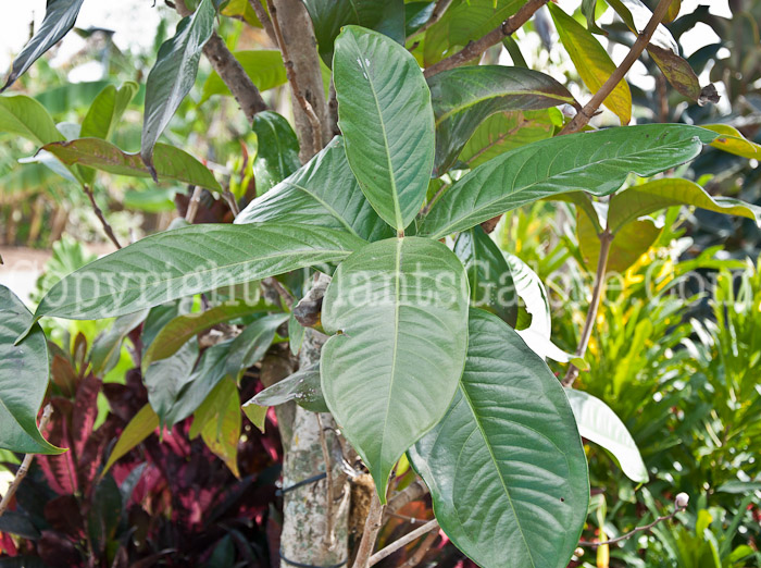 PGC-T-Syzygium-malaccense-aka-Malay-Apple-0214-3-2