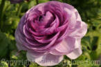 PGC-A-Ranunculus-AA-2010-05