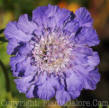 PGC-A-Scabiosa-Deep-Blue-2010-002