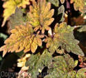 PGC-A-Solenostemon-scutellariod-Smallwood-2011-02