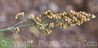 PGC-A-Sorghum-bicolor-var-technicum-MSU-10-2011-002