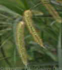 PGC-G-Setaria-glauca-foxtail-02