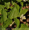 PGC-P-Maianthemum-racemosum-aa-2010-02