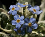 PGC-P-Myosotis-Unforgettable-04-2012-3