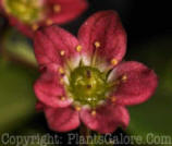 PGC-P-Saxifraga-x-arendsii-Purple-Robe-2010-003