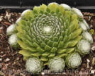 PGC-P-Sempervivum-White-Ladies-2010-001