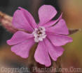 PGC-P-Silene-dioica-Valley-High-05-2012-2