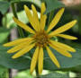 PGC-P-Silphium-integrifolium-rosinweed-2010-0001