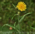 PGC-P-Sonchus-arvensis-MSU-8-2011-001