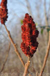 PGC-S-Rhus-AA-030