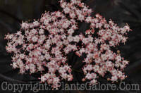 PGC-S-Sambucus-nigra-Black-Lace-07