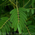 PGC-S-Senna-hebecarpa-Wild-Senna-03