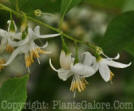 PGC-S-Styrax-americana-2010-02