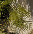 PGC-T-Sabal-palmetto-SC-2-2012-2-1