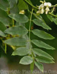 PGC-T-Sophora-japonica-Millstone-MSU-08-06-2011-008