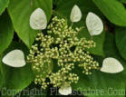 PGC-V-Schizophragma-hydrangeoides-Moonlight-Heritage-6-2011-004