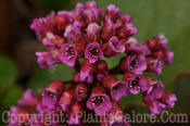 PGC-P-Bergenia-Baby-Doll-2010-007