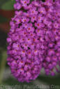 PGC-S-Buddleia-davidii-2010-13