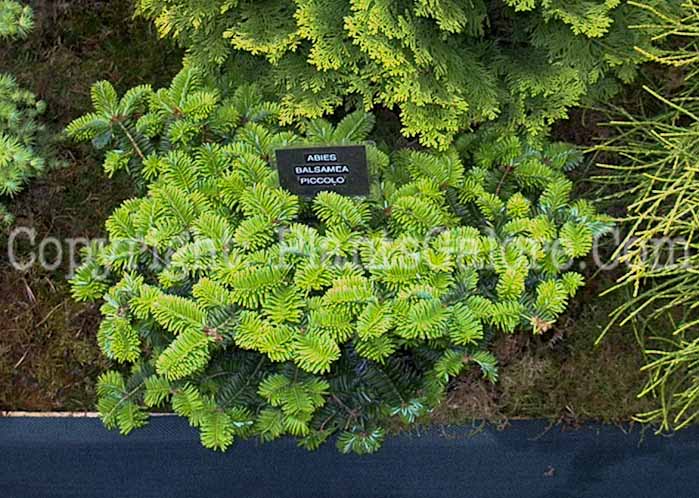 PGC-T-Abies-balsamea-Piccolo-0-2010