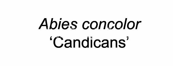 PGC-T-Abies-concolor-Candicans-912 (4 of 4)