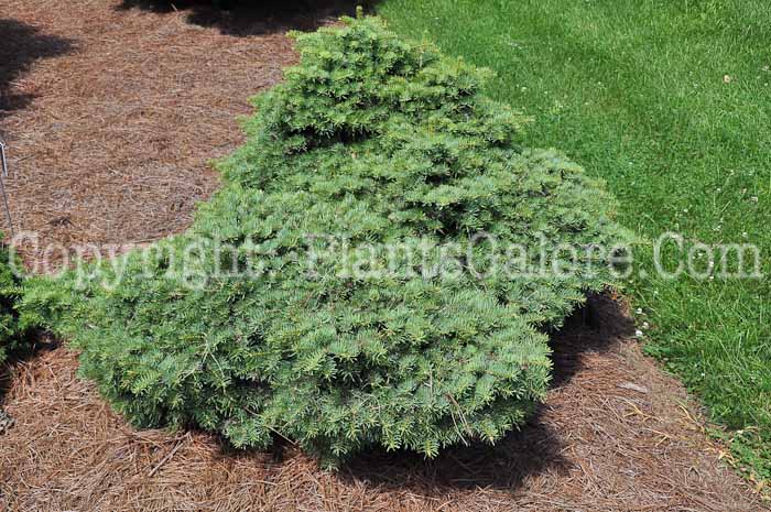 PGC-T-Abies-concolor-Cimarron-aka-Witches-Broom-White-Fir-713-1