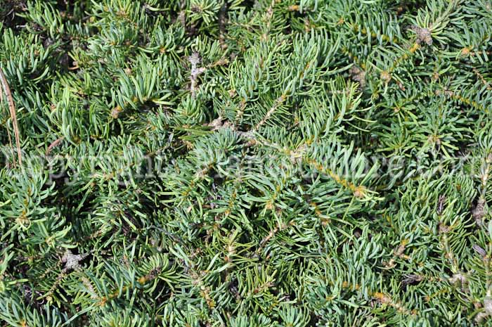 PGC-T-Abies-concolor-Cimarron-aka-Witches-Broom-White-Fir-713-2