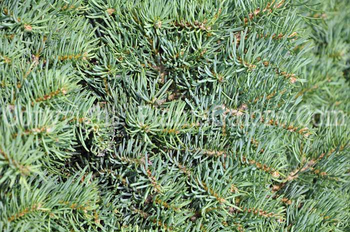 PGC-T-Abies-concolor-Rockford-aka-Witches-Broom-White-Fir-713-1