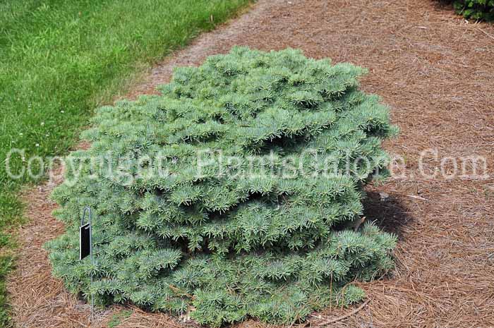 PGC-T-Abies-concolor-Rockford-aka-Witches-Broom-White-Fir-713-2