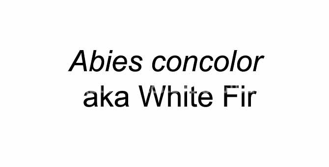 PGC-T-Abies-concolor-aka-White-Fir-912-0