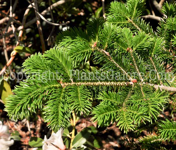 PGC-T-Abies-fabri-04-2012.jpg-1