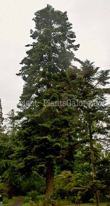 PGC-T-Abies-grandis-v6n1-2010-03