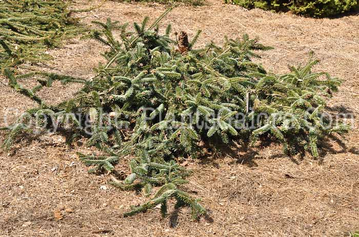 PGC-T-Abies-numidica-Pendula-aka-Weeping-Algerian-Fir-4