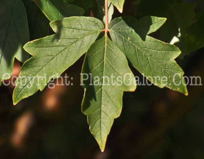 PGC-T-Acer-buergeranum-aka-Trident-Maple-4