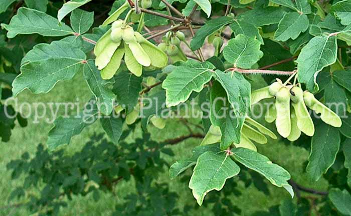 PGC-T-Acer-buergeranum-aka-Trident-Maple-7