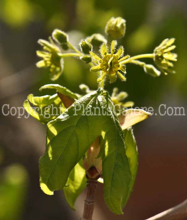 PGC-T-Acer-campestre-aka-Hedge-Maple-1