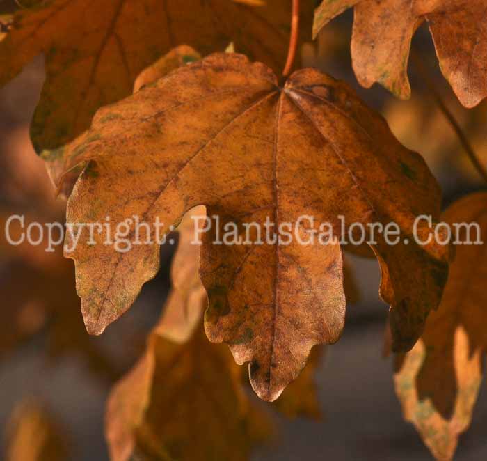 PGC-T-Acer-campestre-aka-Hedge-Maple-1-1