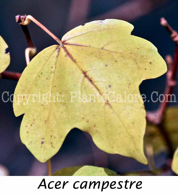 PGC-T-Acer-campestre-aka-Hedge-Maple-5-Edit