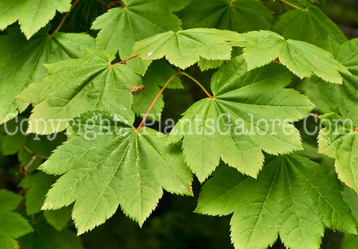 PGC-T-Acer-circinatum-aka-Vine-Maple-1