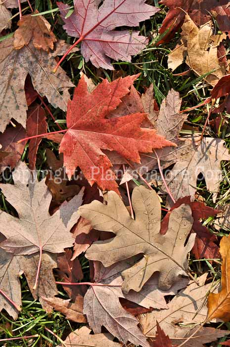 PGC-T-Acer-freemanii-Autumn-Blaze-1