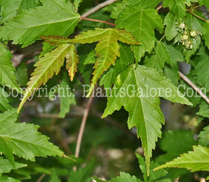 PGC-T-Acer-ginnala-aka-Amur-Maple-7