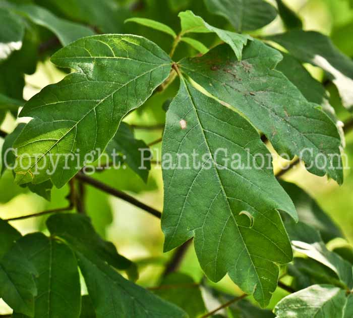 PGC-T-Acer-griseum-aka-Paperback-Maple-4