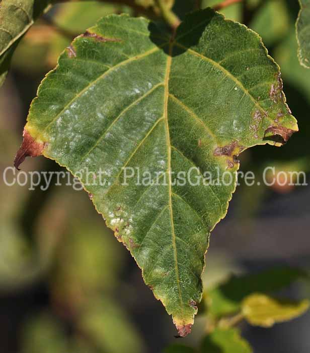 PGC-T-Acer-grosseri-aka-Snakebark-Maple-1