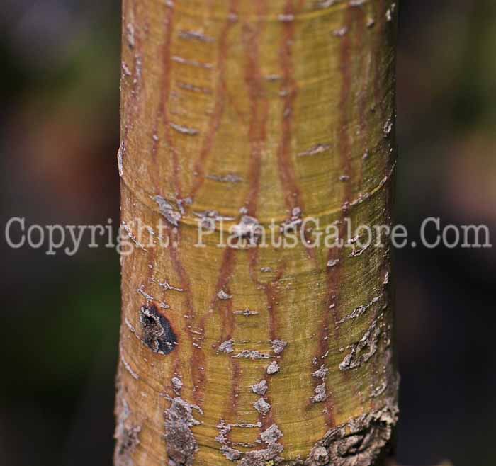 PGC-T-Acer-grosseri-aka-Snakebark-Maple-2