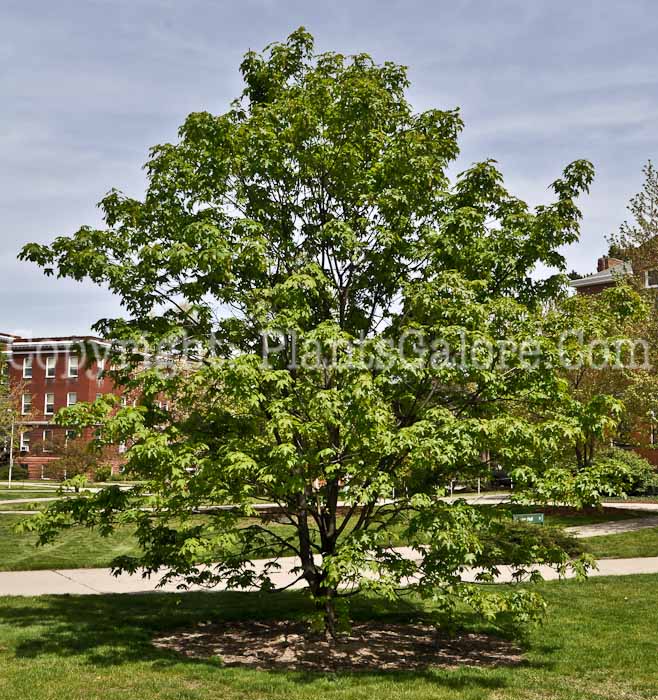 PGC-T-Acer-heidreichii-aka-Greek-Maple-4